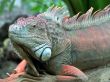 Exotic Iguana