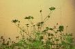 flower abstract textures and backgrounds
