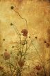 old-fashioned flower