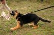 playing pup german shepherd