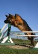 german shepherd in agility
