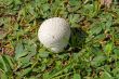 puffball