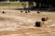 Hay field in summer