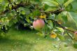 Photo of Apple