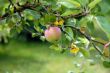 Photo of Apple