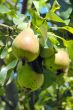 pears