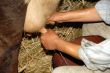 milking
