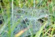 cobweb