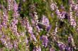 butterfly and heather