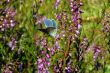 butterfly and heather