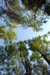 fragment of forest