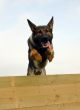jumping german shepherd