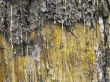 resin