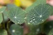 Nasturtium umbrellas