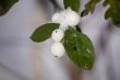 Snowberries