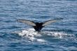 Humpback whale, tail