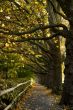 Maple Trees in Autumn