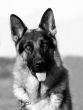 german shepherd black and white