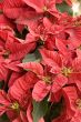 Poinsettias