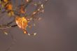Autumn Leaves on a Tree