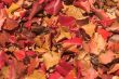 Autumn Leaves