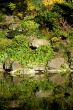 Quiet pond reflections