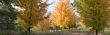 Autumn in the park 11