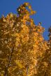 Golden leafs 4