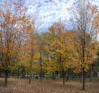 Autumn in the park 9