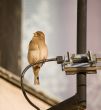 Sparrow on antenna