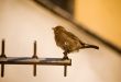 Sparrow on antenna