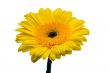 Yellow gerbera