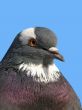 Rock pigeon