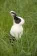 black and white rabbit in green grass