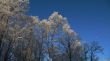 winter panoramic forest