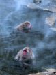 macaques in hot spring