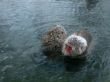 macaques in hot spring
