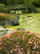 japanese garden