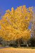 Yellow Tree in Fall