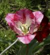 Blossoming  a multicolor tulip