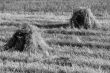 Photo of Hay Sheaf