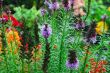 flowers in my garden