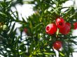 yew tree