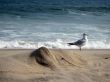 beach and sea gull
