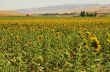 Yellow Fields