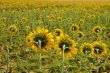 Yellow Fields