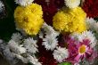 detailed close-up background of vivid flowers