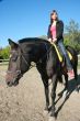 female equestrian in saddle of black stallion
