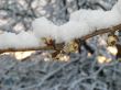 Snow-covered dissolved chestnut kidney