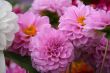 detailed close-up background of vivid flowers